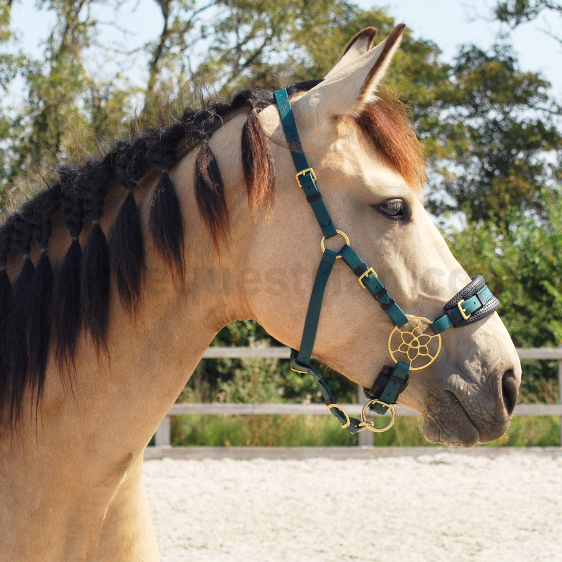 Custom Bitless Bridle