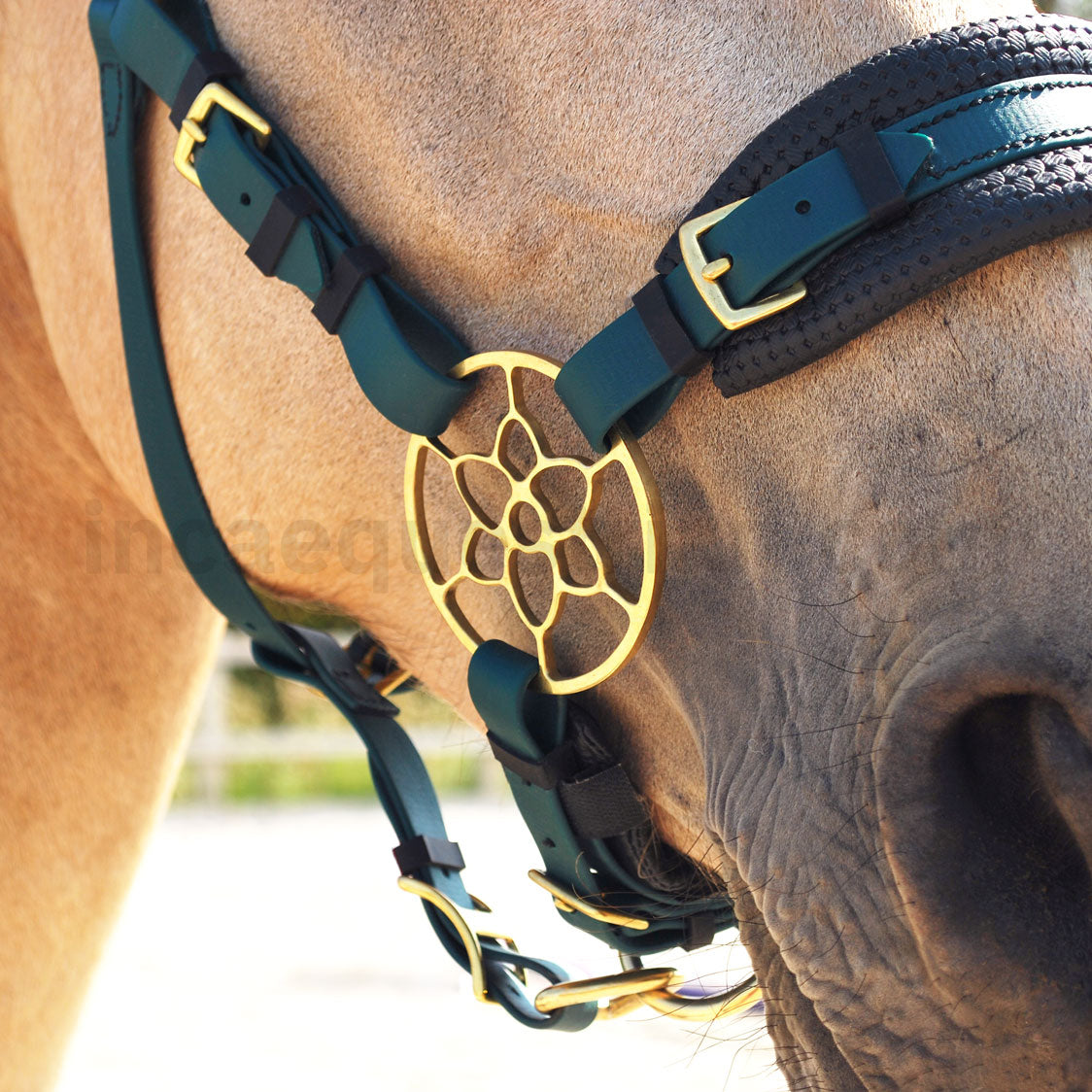 Jasmine hackamore noseband in dark green BioThane® with brass flower shank on horse