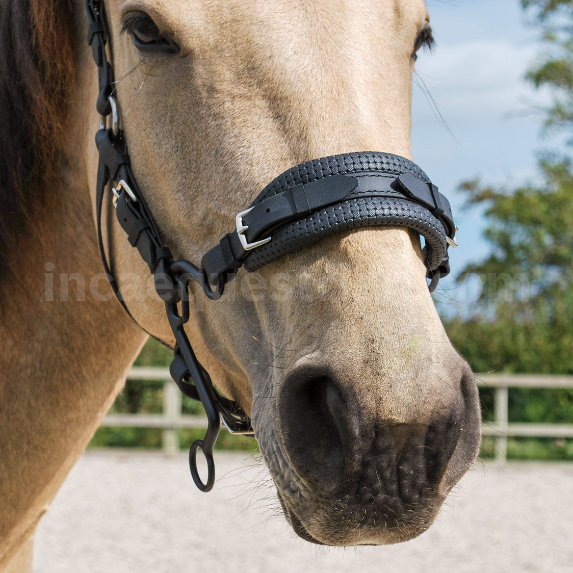 Black BioThane® padded noseband with black Little S hackamore shanks, shown on a horse.