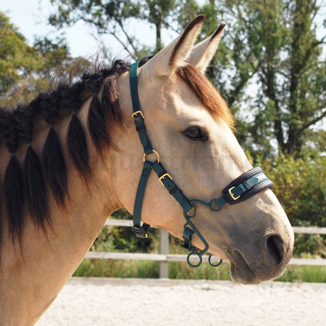 Little S Hackamore Shanks