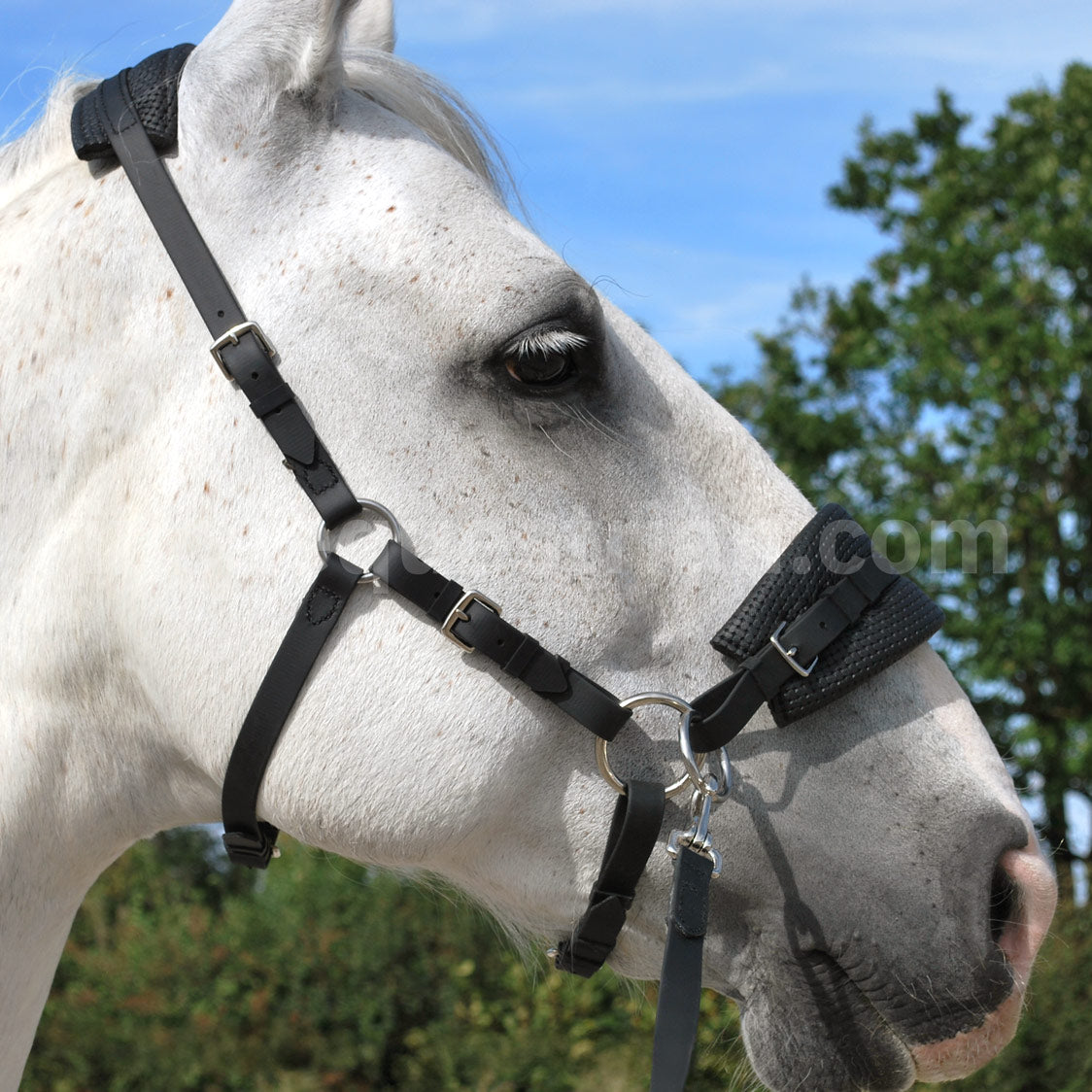 Sidepull bitless bridle